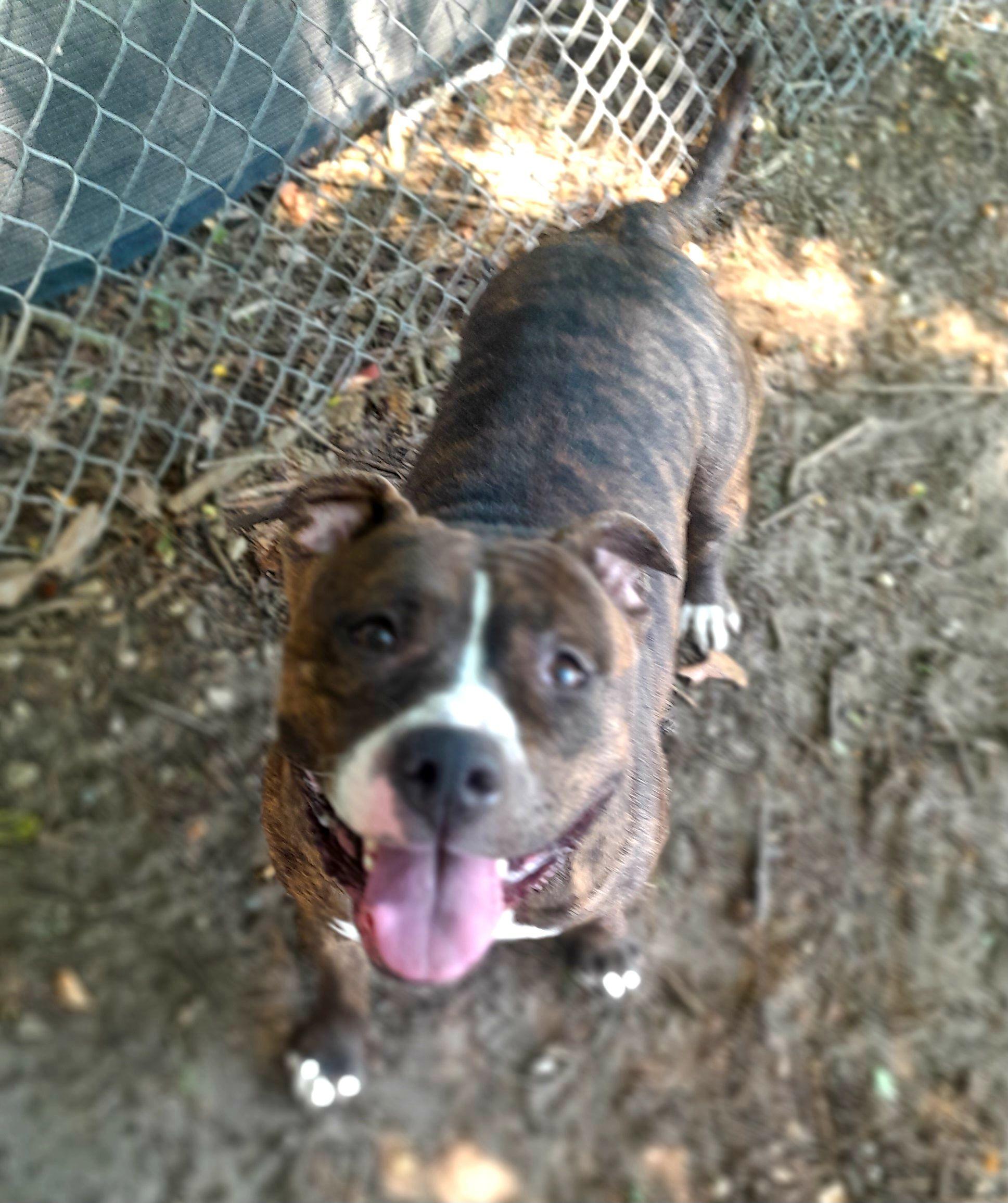 Enlarge Rikki, an adoptable Mixed Breed in Mishawaka, IN image 3/5