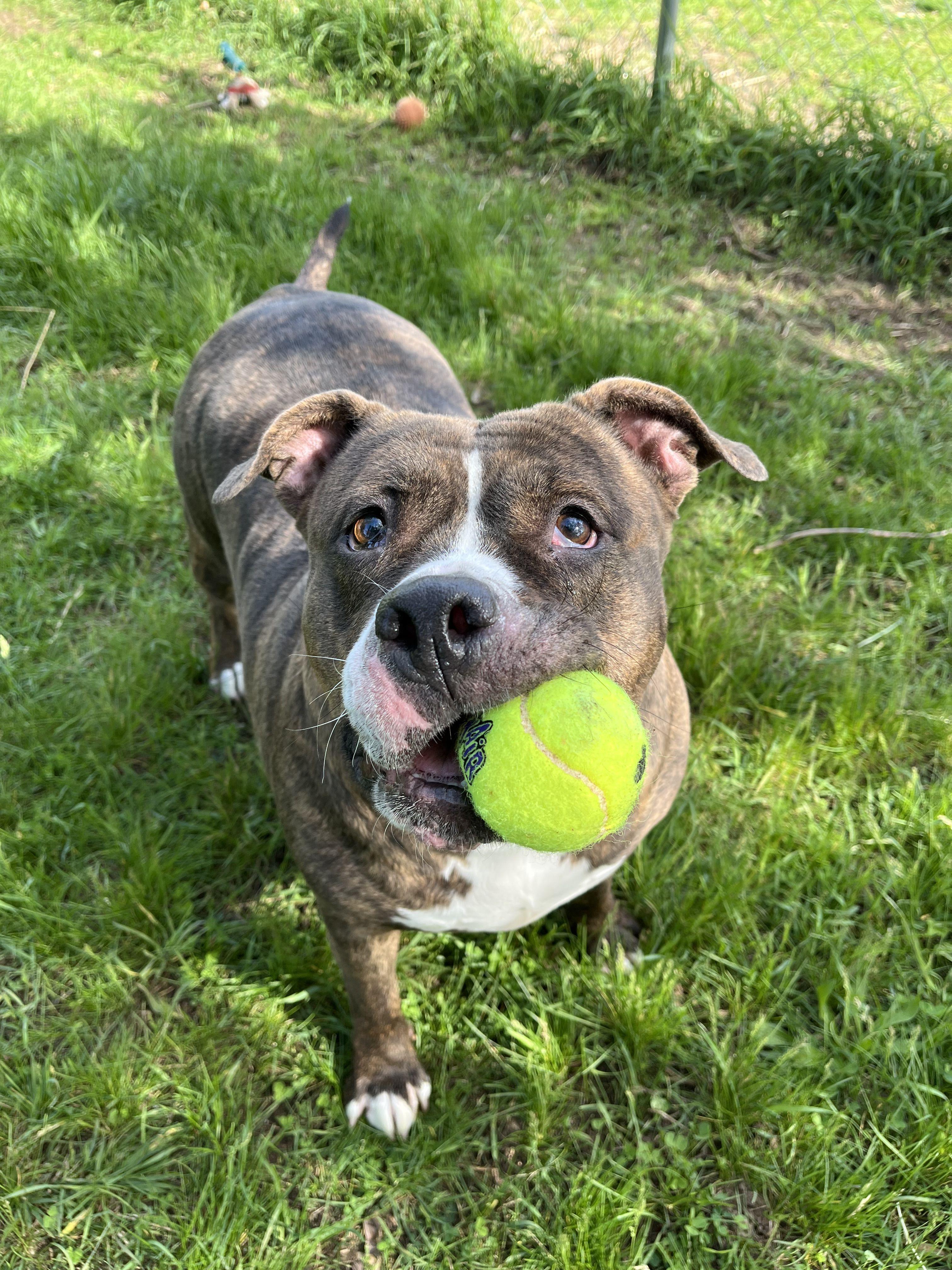 Enlarge Rikki, an adoptable Mixed Breed in Mishawaka, IN image 2/6