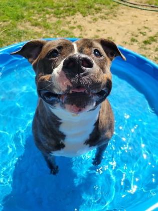 Enlarge Rikki, an adoptable Mixed Breed in Mishawaka, IN image 1/6