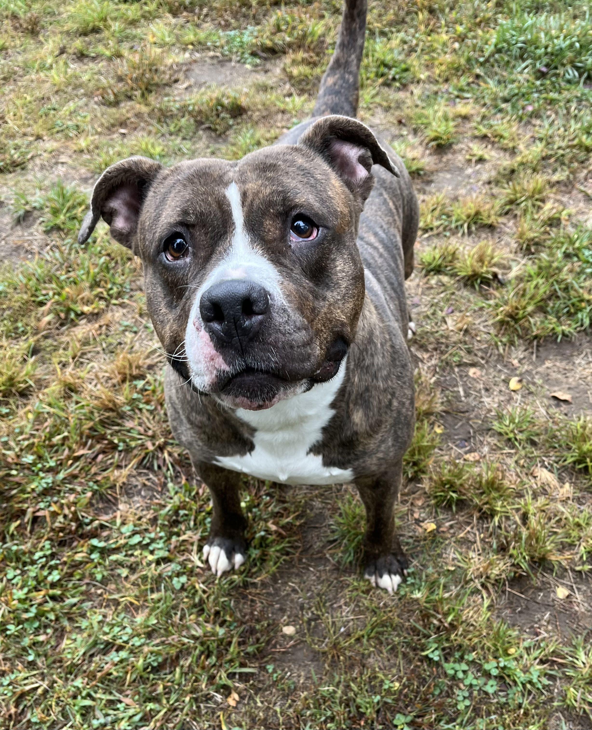 Rikki, adoptable, Adult Female Mixed Breed.