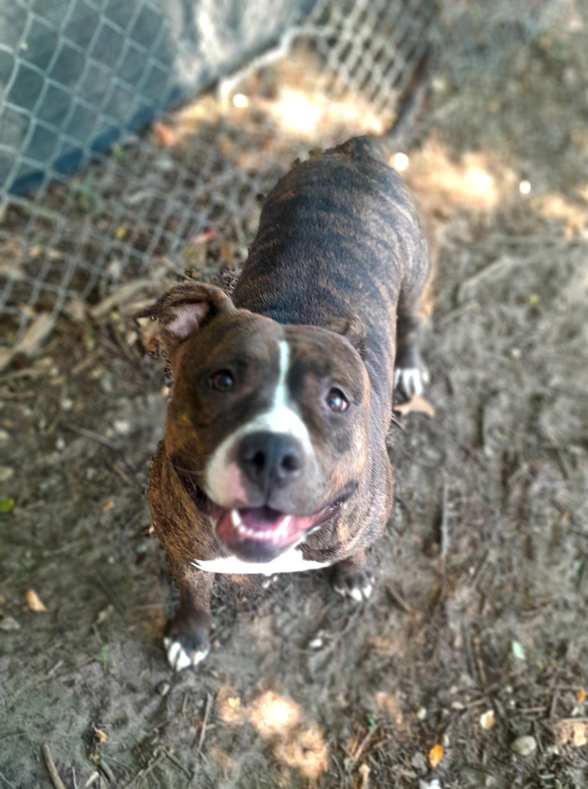 Enlarge Rikki, an adoptable Mixed Breed in Mishawaka, IN image 4/5