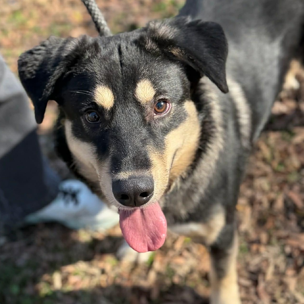 Bumper, Adoptable, Adult Male Shepherd & Husky.
