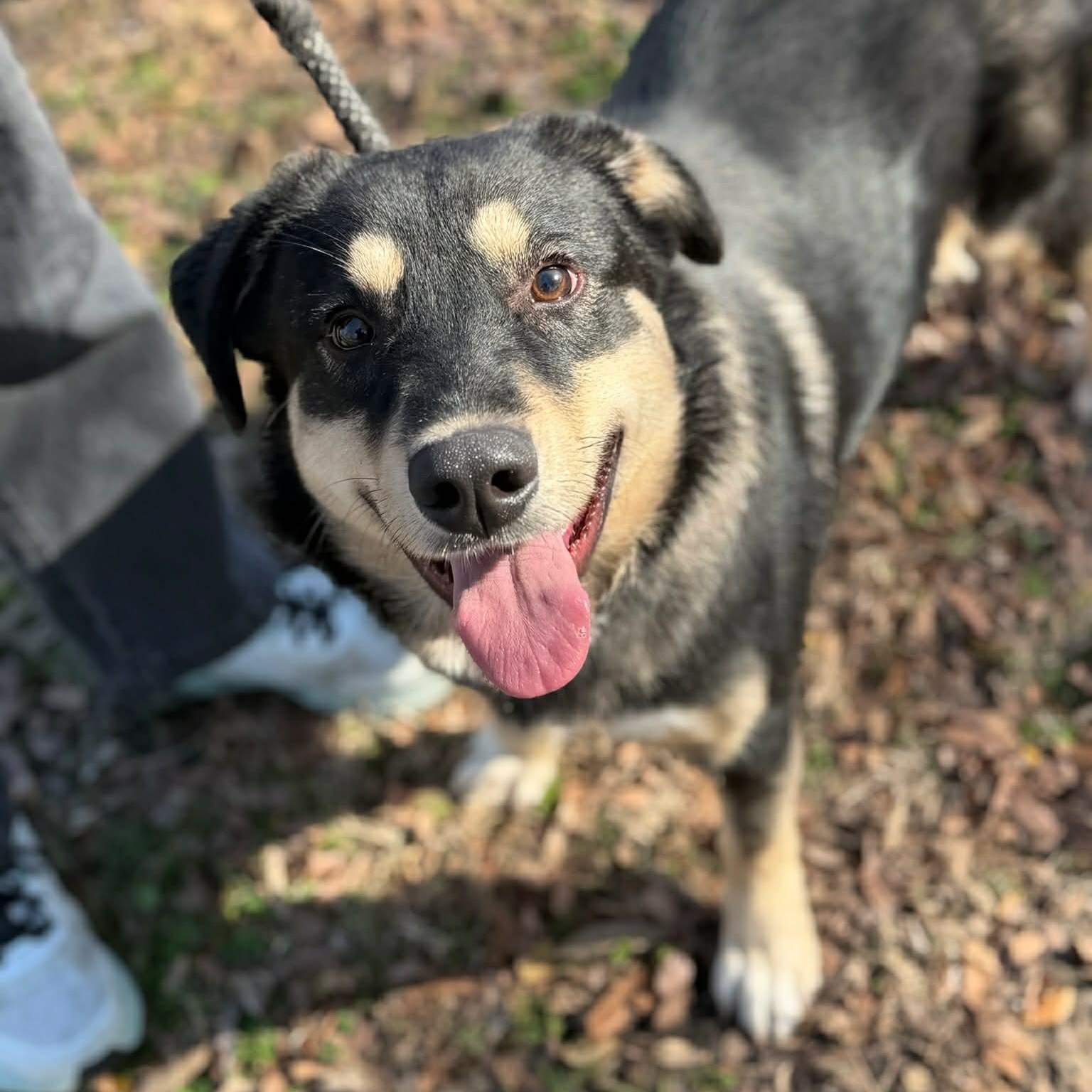Bumper, a Adoptable mixed breed in Sherman, TX image 4/4