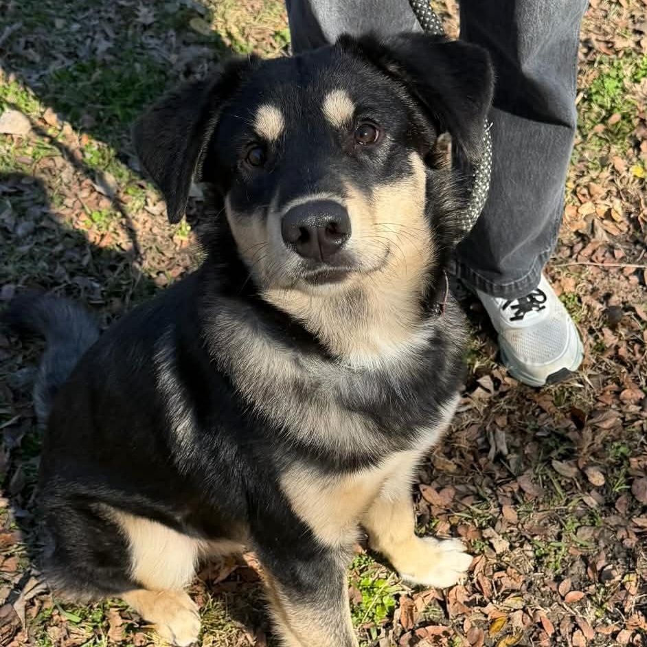 Bumper, a Adoptable mixed breed in Sherman, TX image 2/4