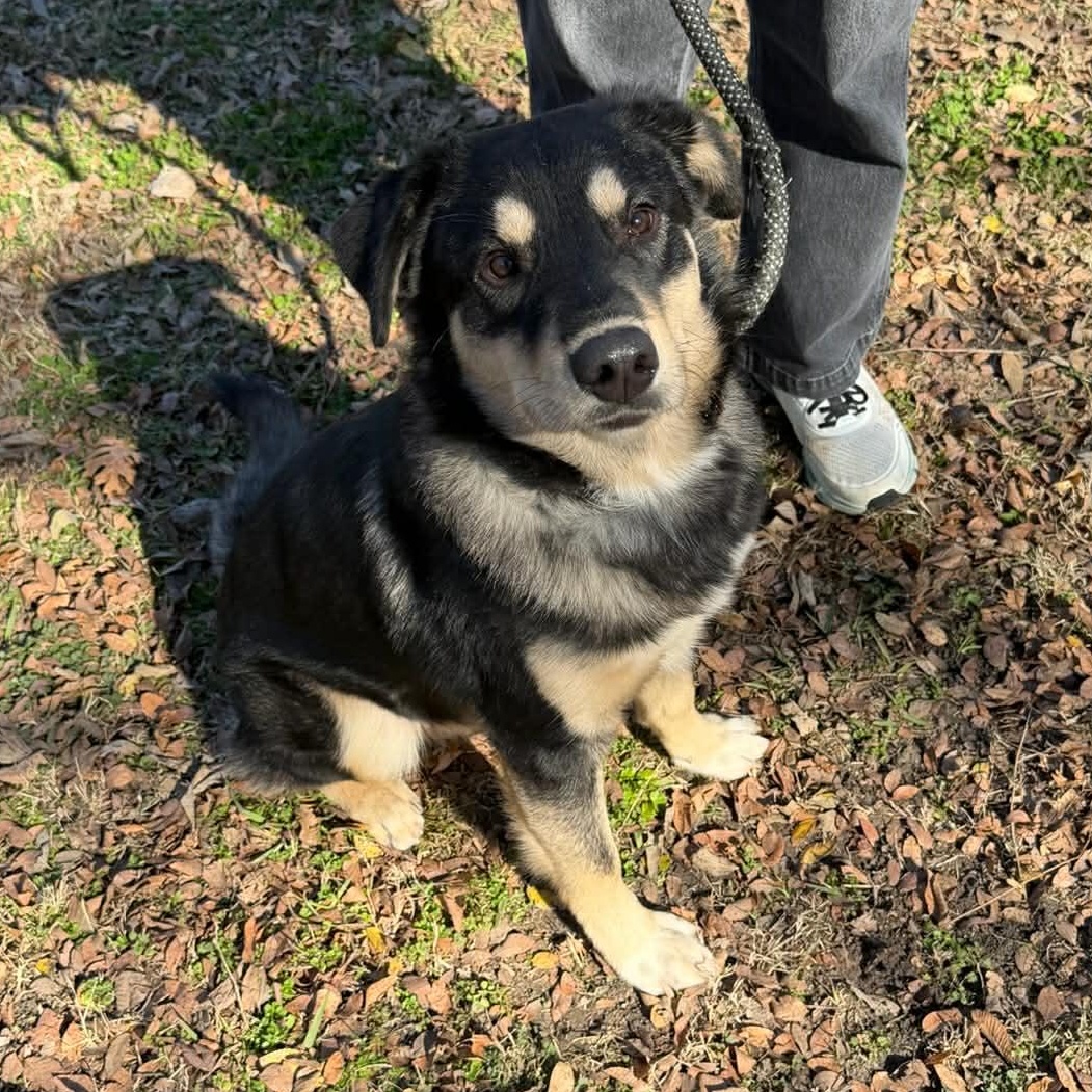 Bumper, a Adoptable mixed breed in Sherman, TX image 3/4