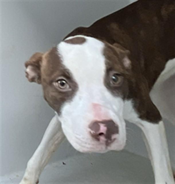 Enlarge THIA, a Adoptable Pit Bull Terrier in Augusta, GA image 1/1