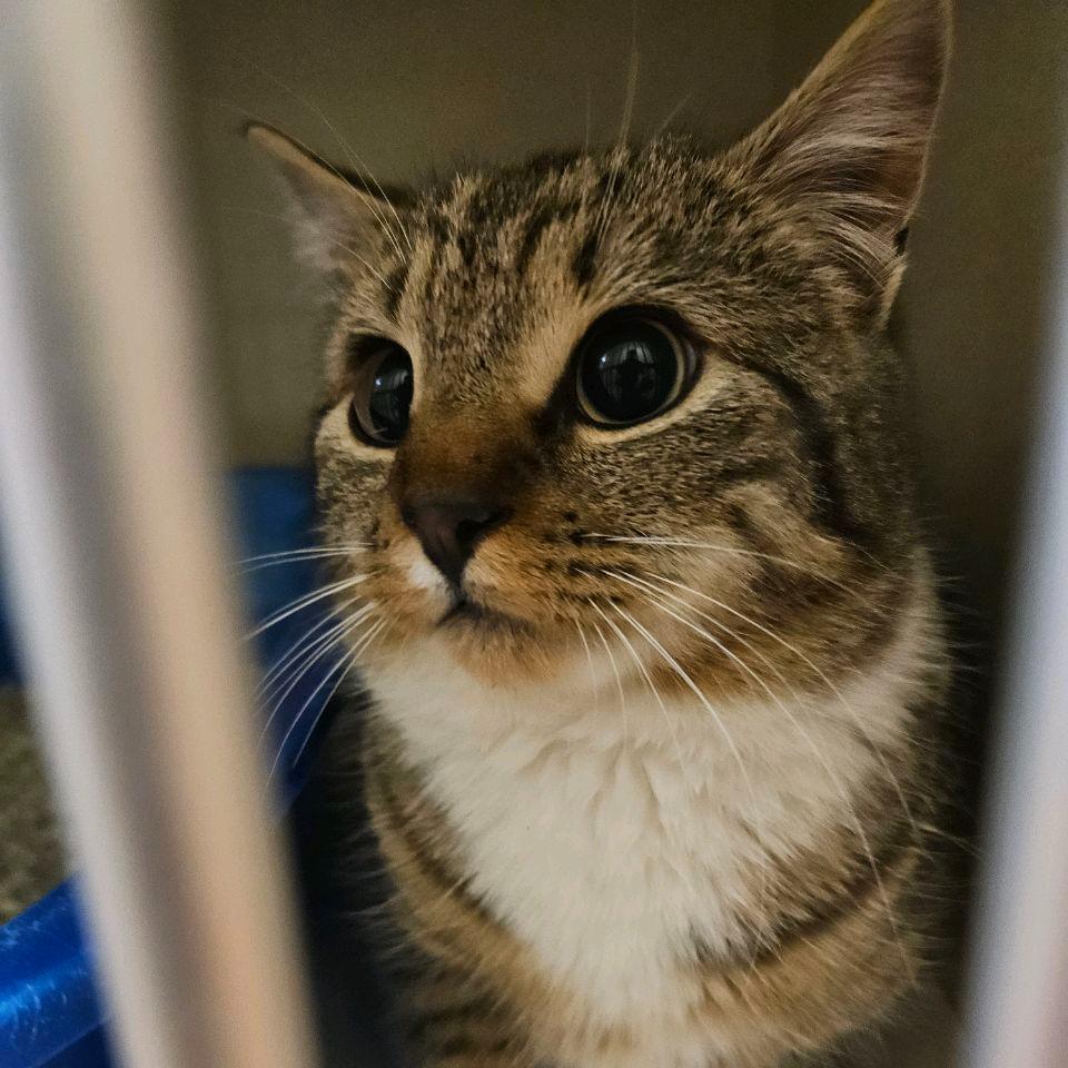 Mike, Adoptable, Adult Male Domestic Short Hair & Domestic Short Hair.