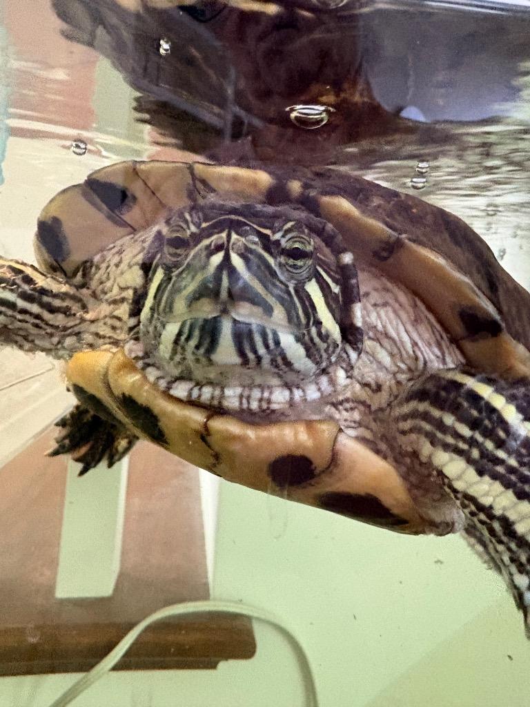 Tessa, Adoptable, Senior Female Red-Eared Slider.
