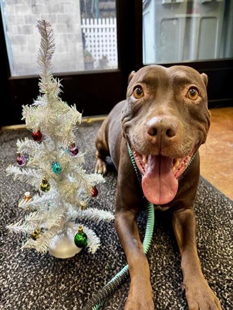 CHEYENNE, Adoptable, Adult Female Pit Bull Terrier & Mixed Breed.