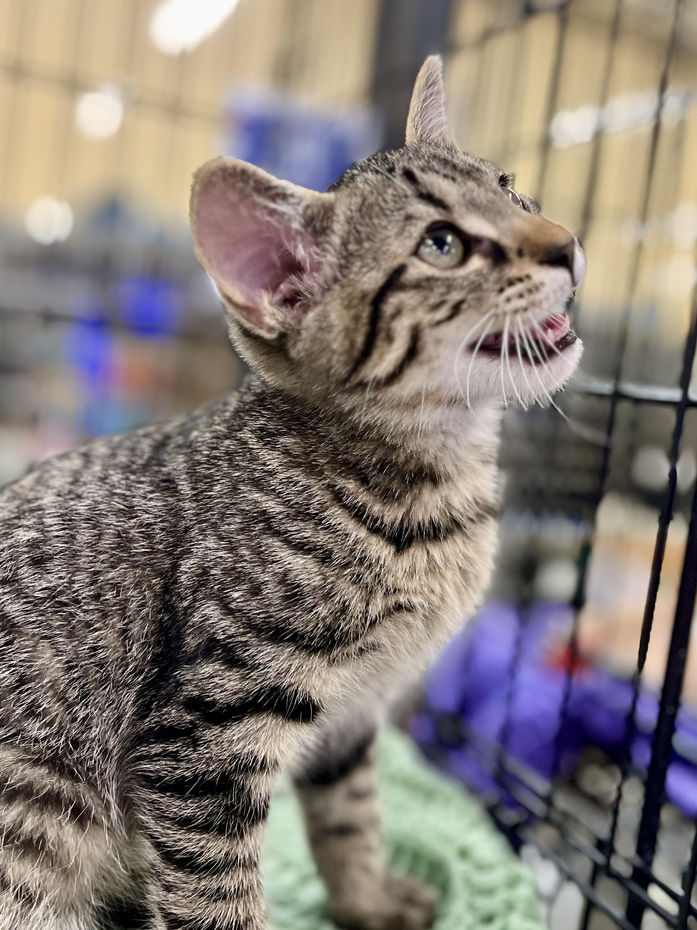Enlarge Bashful, an adopted mixed breed in Lawrenceville, GA image 4/4
