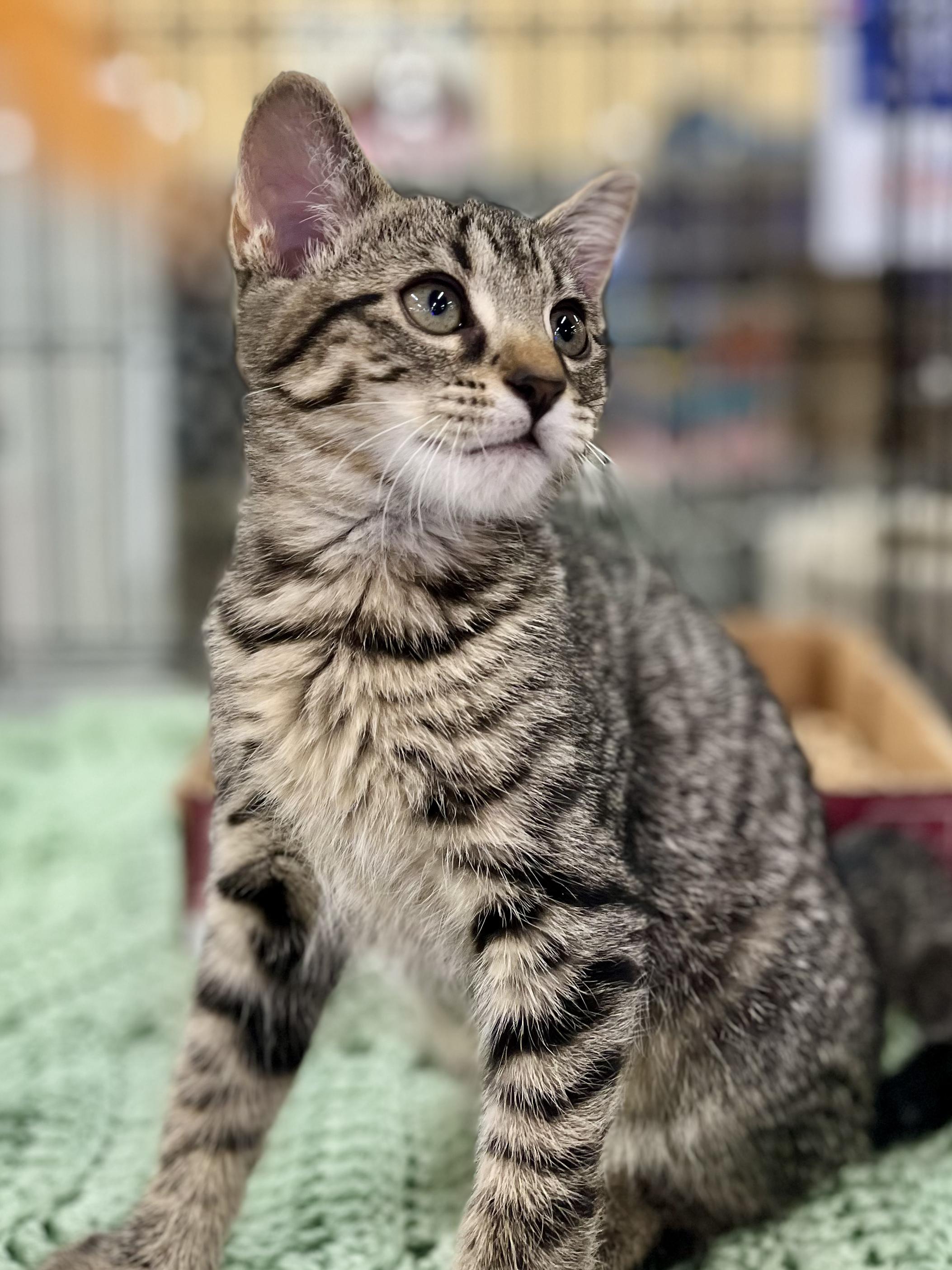 Enlarge Bashful, an adopted mixed breed in Lawrenceville, GA image 3/4