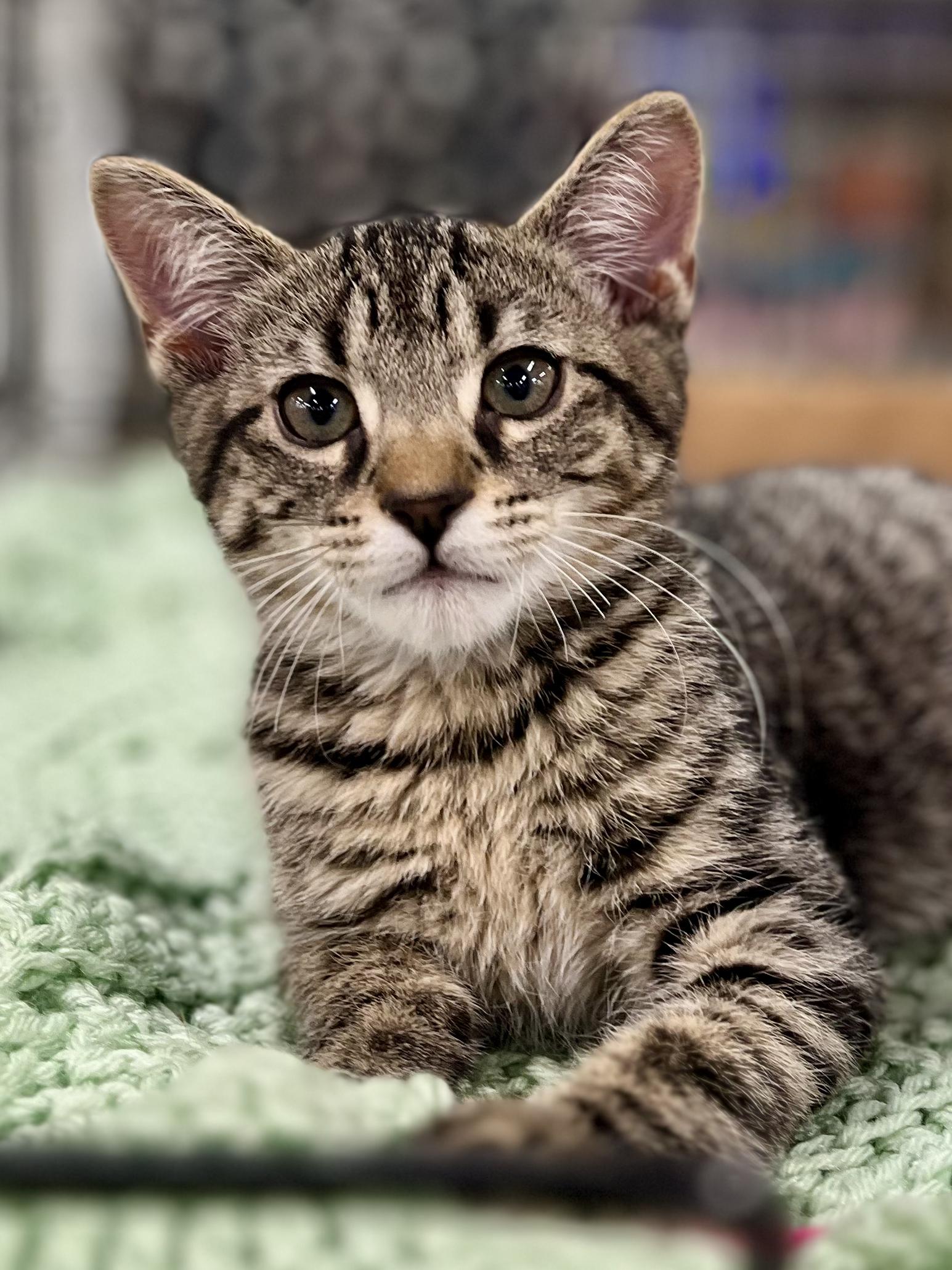 Bashful, adopted, Kitten Male Tabby.