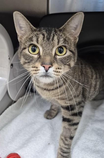 ZOOL, Adoptable, Young Female Domestic Short Hair.