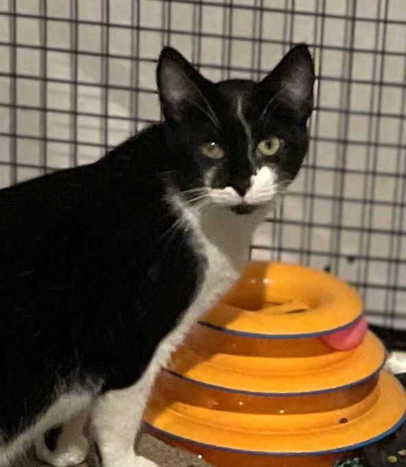 Minion, a Adoptable Domestic Short Hair in Spring City, PA image 1/4