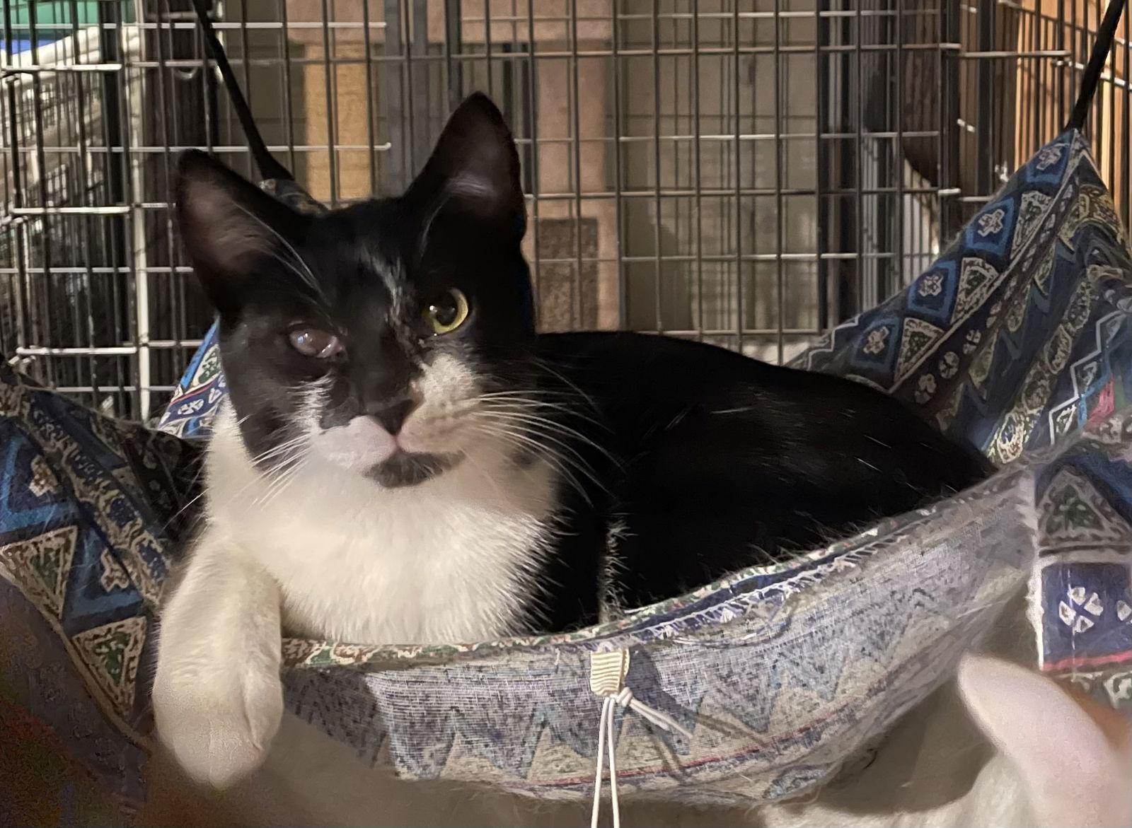 Minion, a Adoptable Domestic Short Hair in Spring City, PA image 2/4