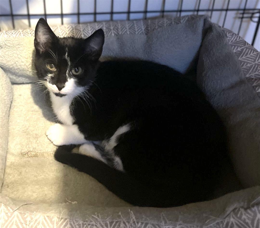 Minion, a Adoptable Domestic Short Hair in Spring City, PA image 3/4