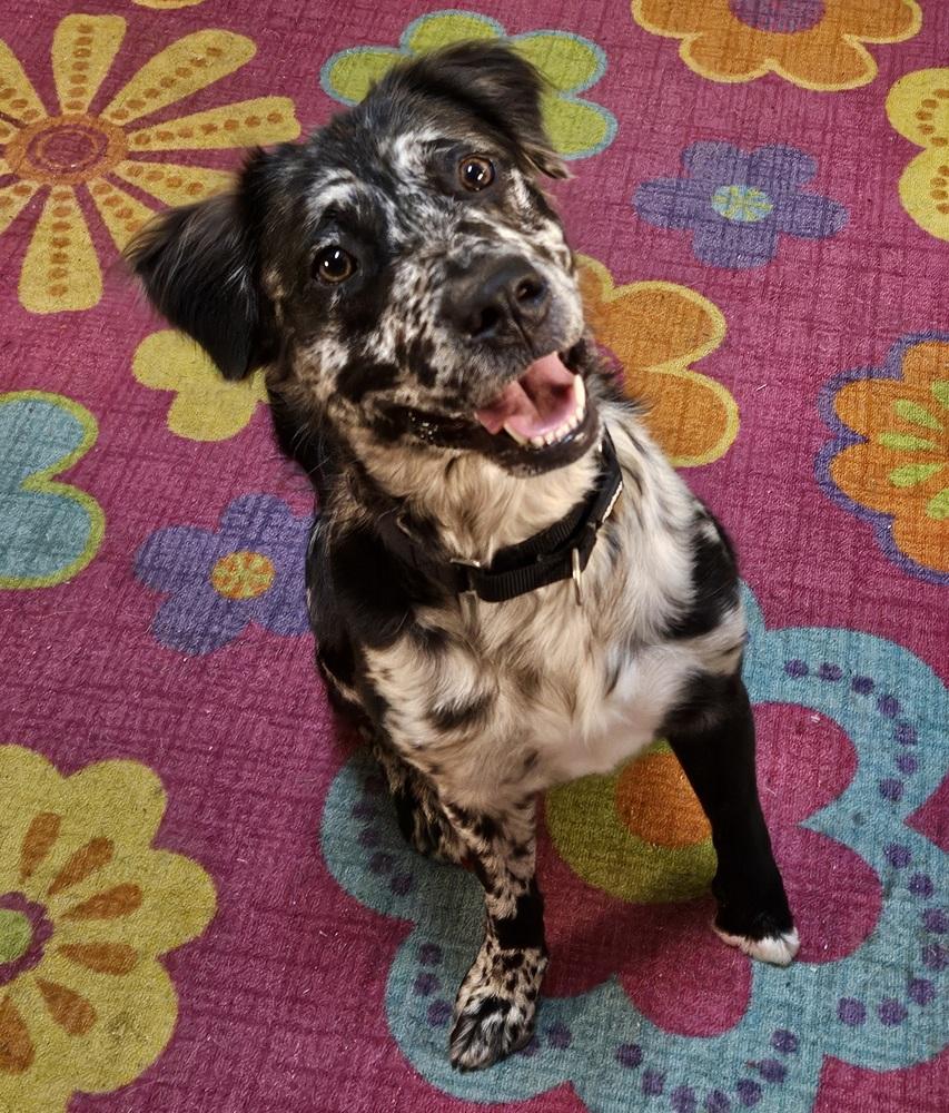 Enlarge Gemini Zod, a Adoptable mixed breed in Winter Garden, FL image 1/5