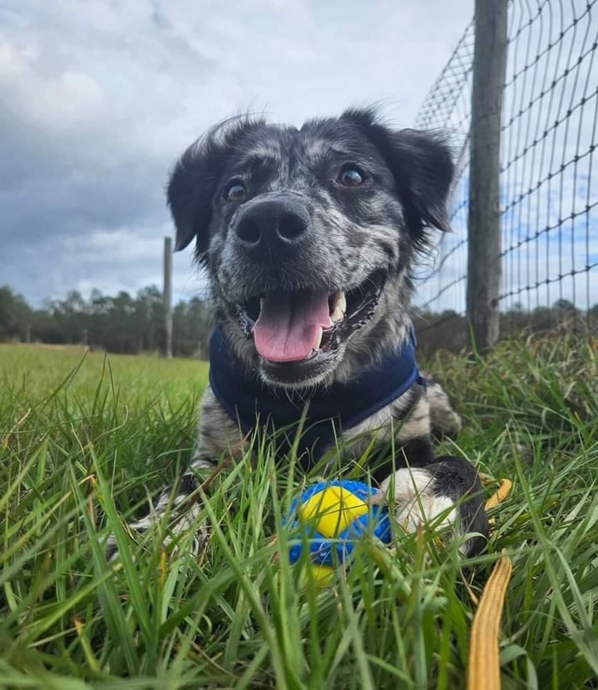Enlarge Gemini Zod, a Adoptable mixed breed in Winter Garden, FL image 2/5