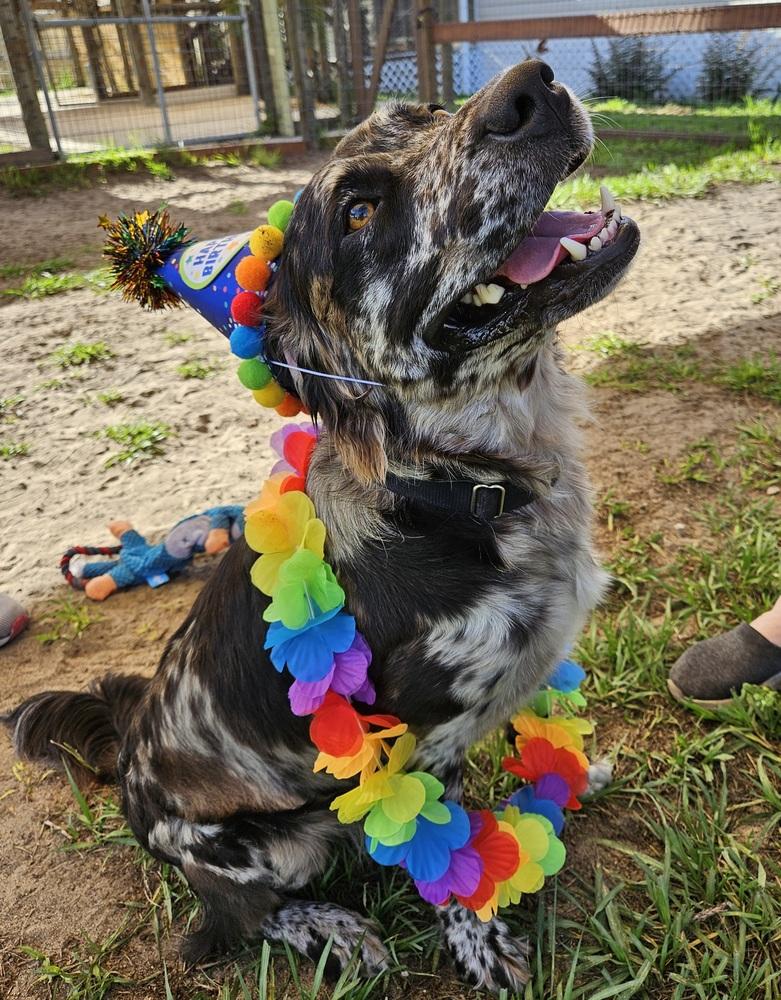 Enlarge Gemini Zod, a Adoptable mixed breed in Winter Garden, FL image 3/5