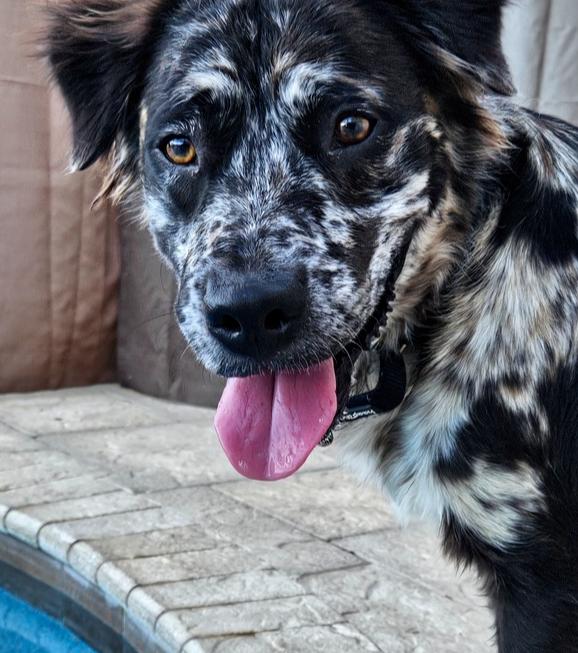 Enlarge Gemini Zod, a Adoptable mixed breed in Winter Garden, FL image 4/5