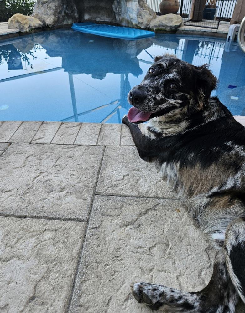 Enlarge Gemini Zod, a Adoptable mixed breed in Winter Garden, FL image 5/5