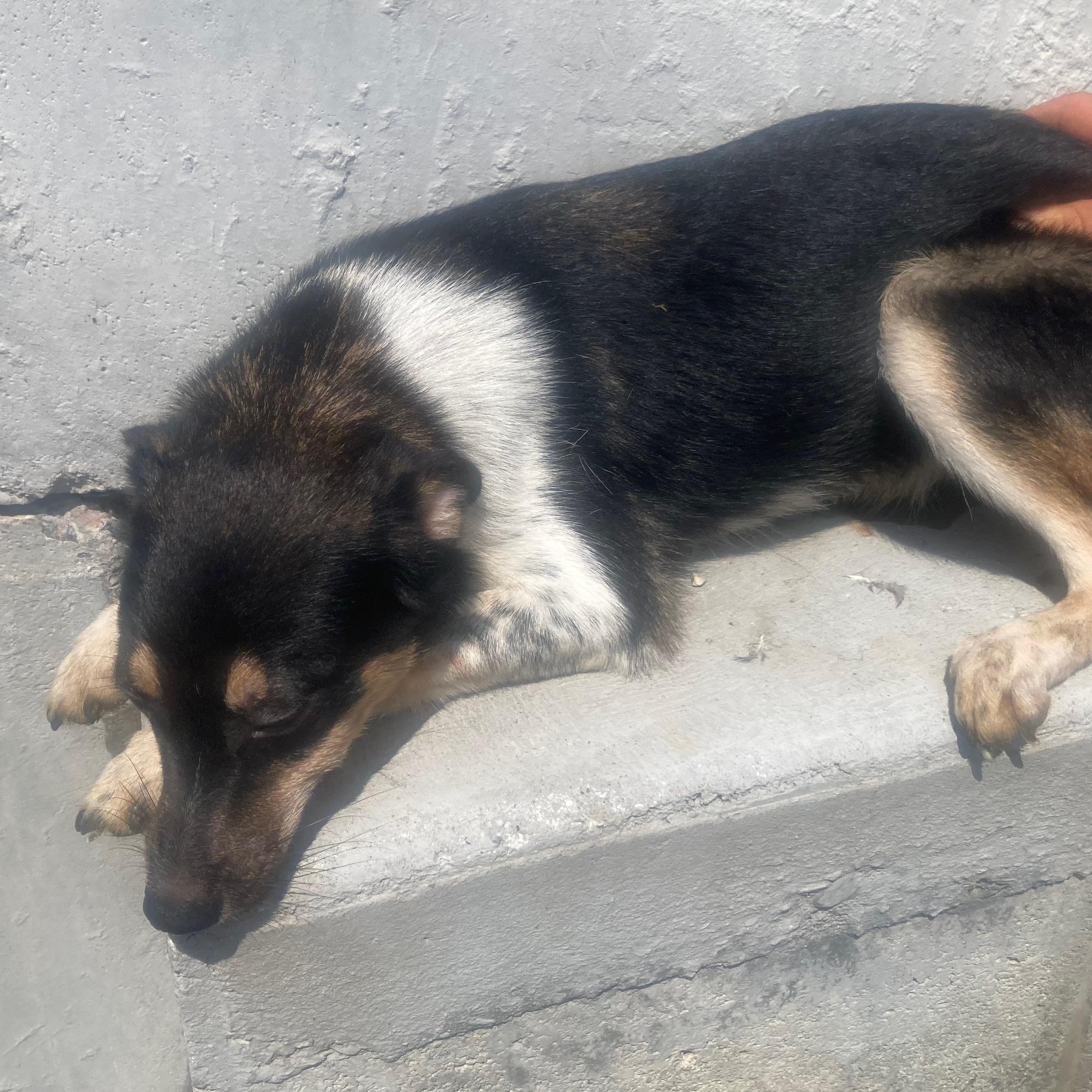 Jojo, ADOPTABLE, Puppy Male Collie.