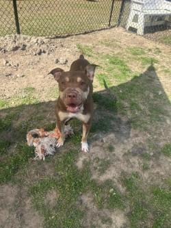 Enlarge Molly (HW+), a Adoptable mixed breed in Conway, SC image 1/3