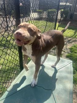 Enlarge Molly (HW+), a Adoptable mixed breed in Conway, SC image 2/3