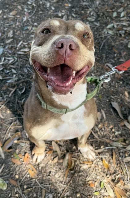 Enlarge Molly (HW+), a Adoptable mixed breed in Conway, SC image 3/3