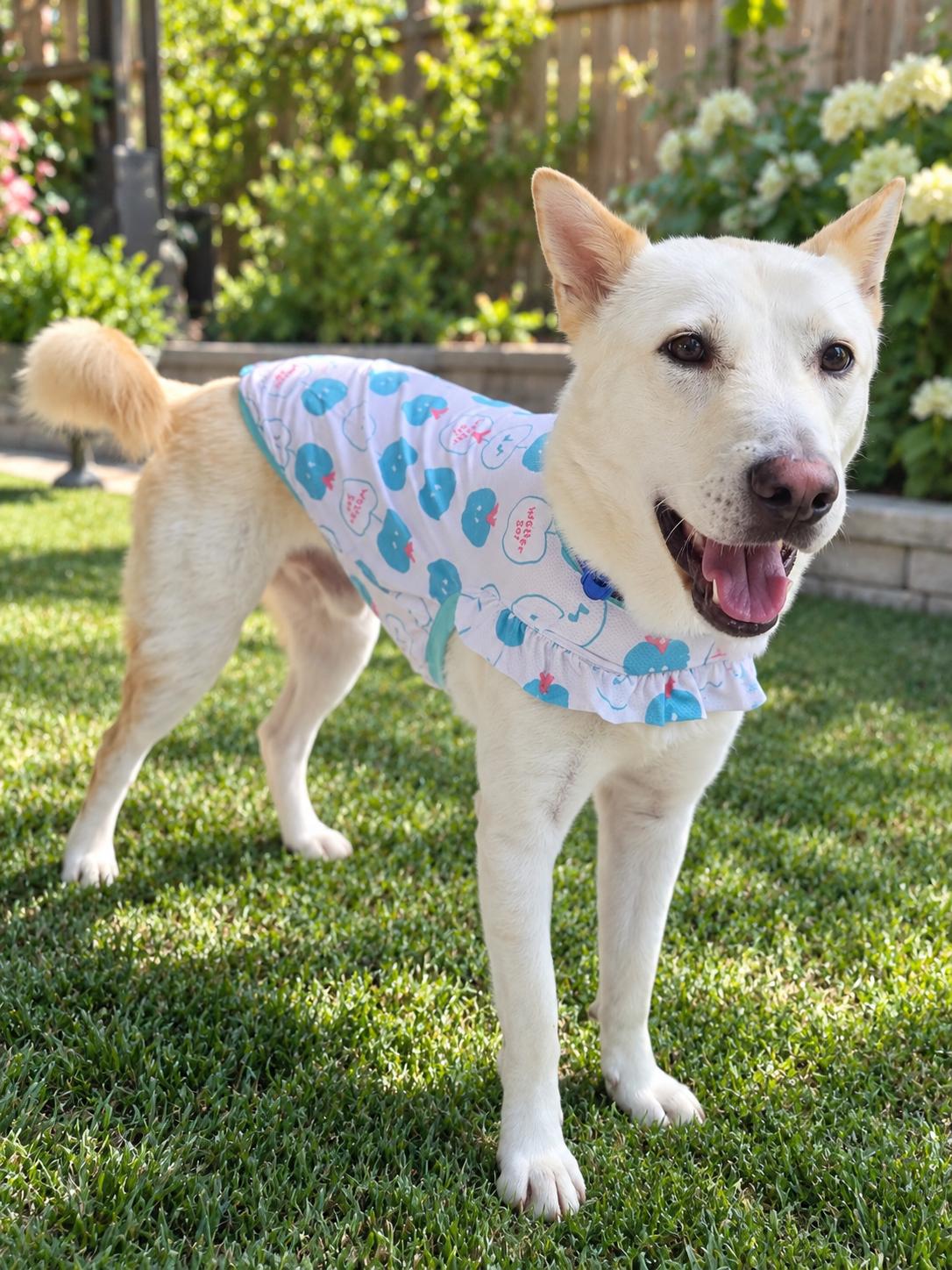 Teddy, ADOPTABLE, Young Male Jindo.
