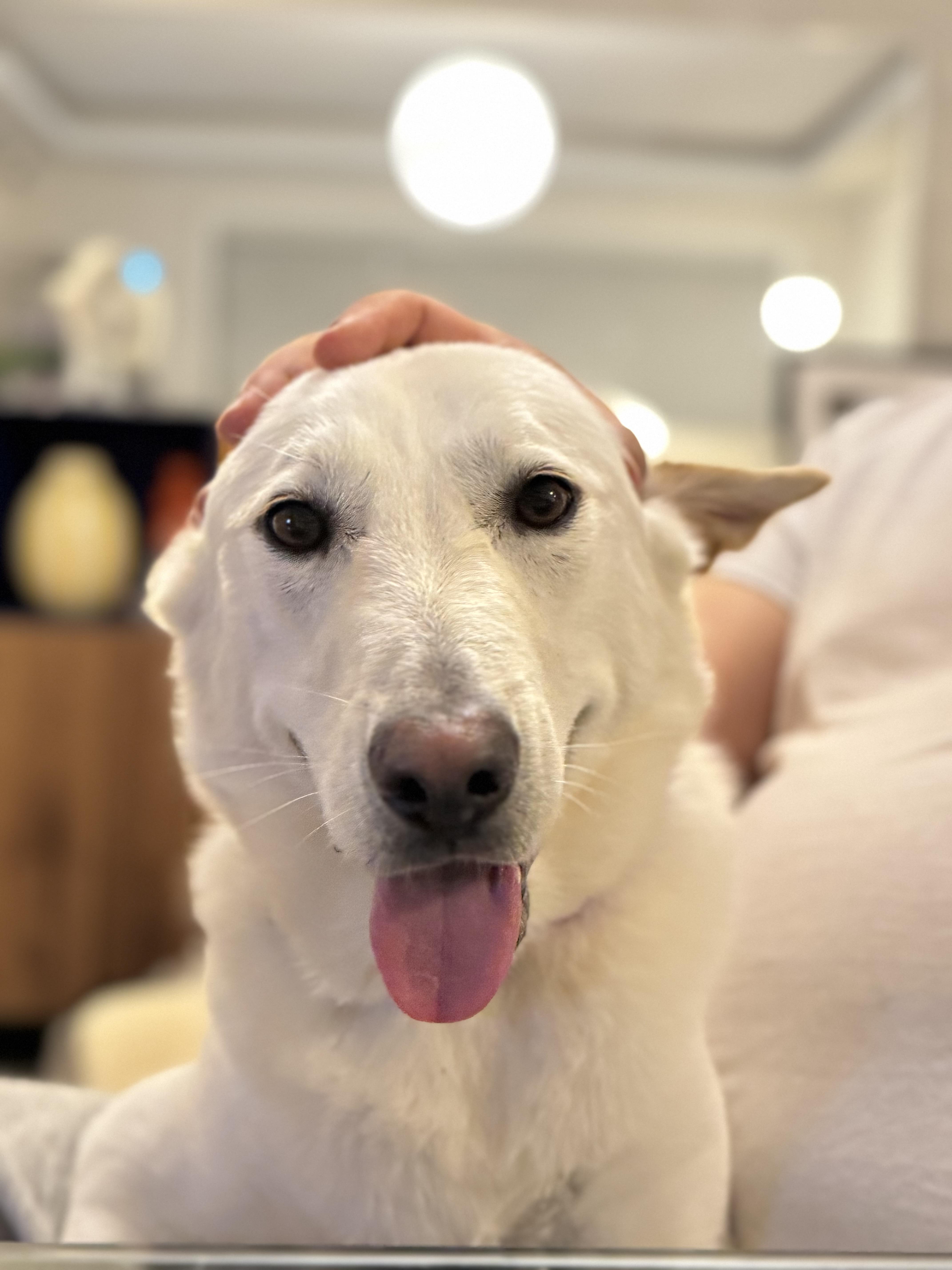 Teddy, a ADOPTABLE Jindo in Alpharetta, GA image 4/6