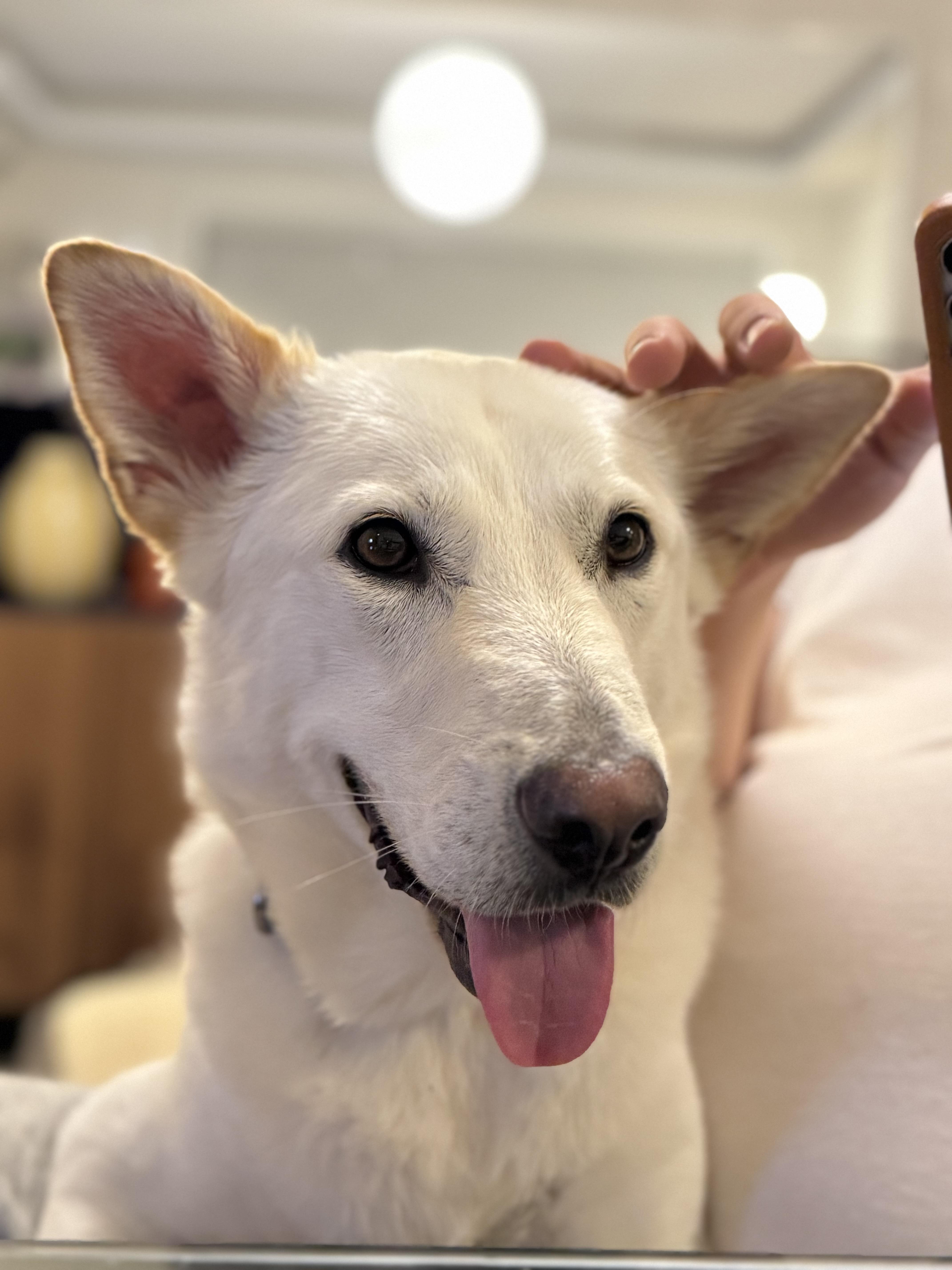 Teddy, a ADOPTABLE Jindo in Alpharetta, GA image 3/6