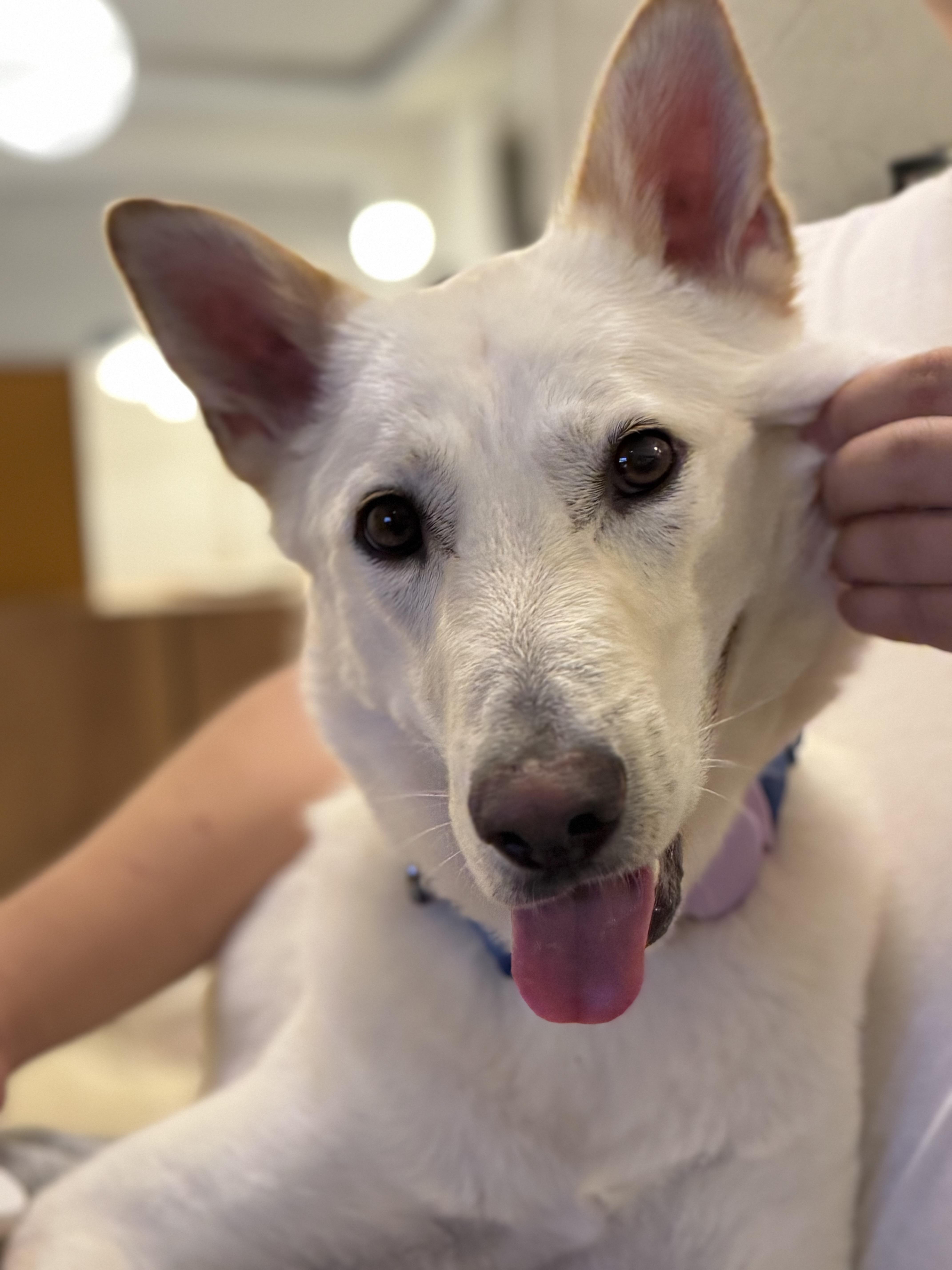 Teddy, ADOPTABLE, Young Male Jindo.