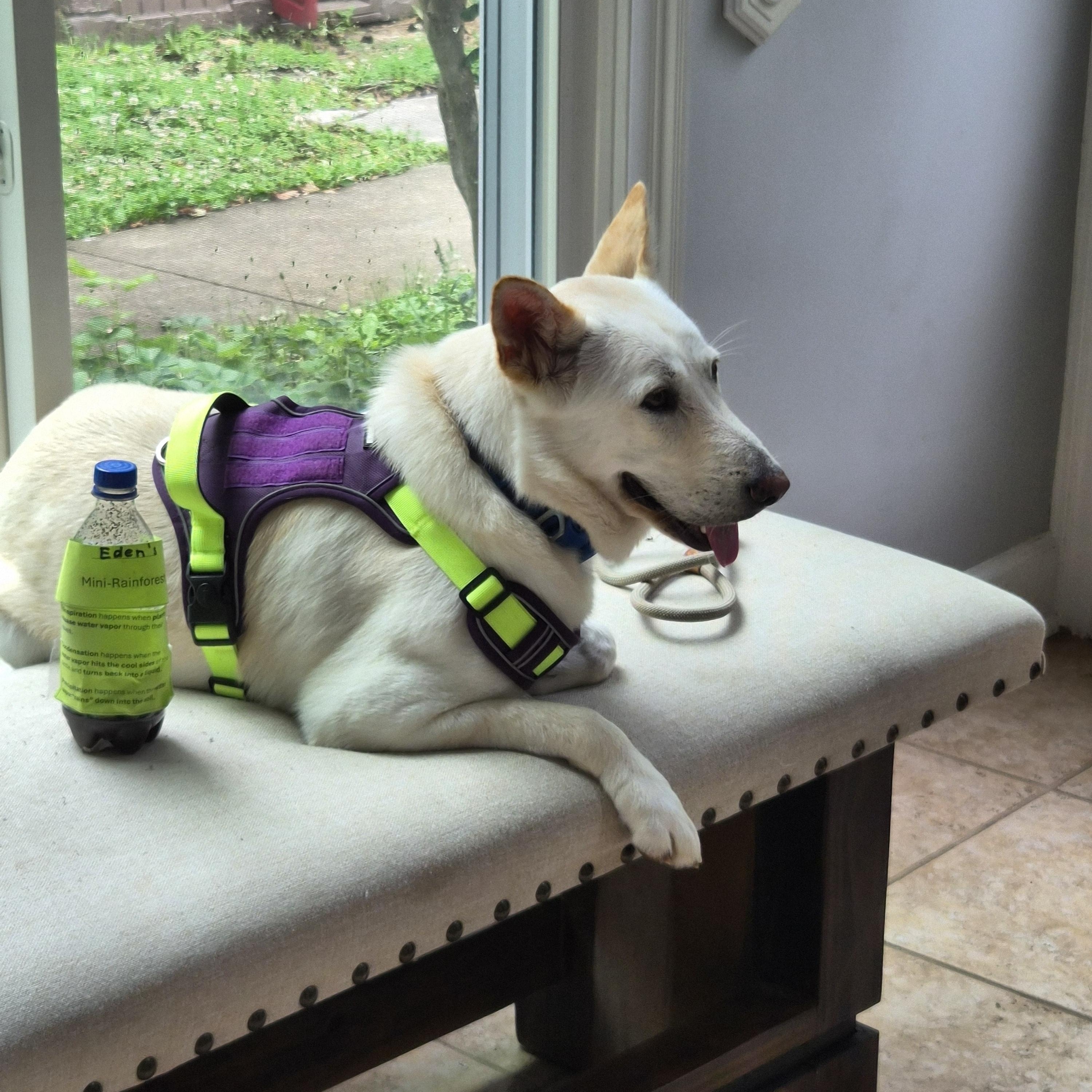 Teddy, a ADOPTABLE Jindo in Alpharetta, GA image 6/6