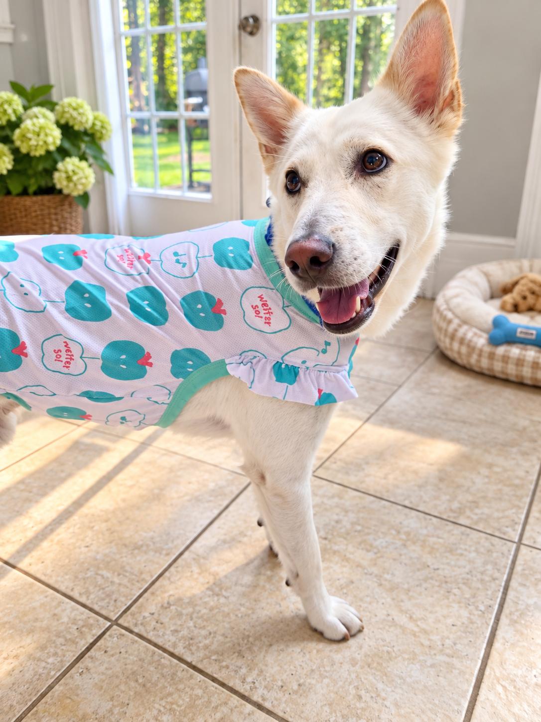 Enlarge Teddy, a ADOPTABLE Jindo in Alpharetta, GA image 2/6