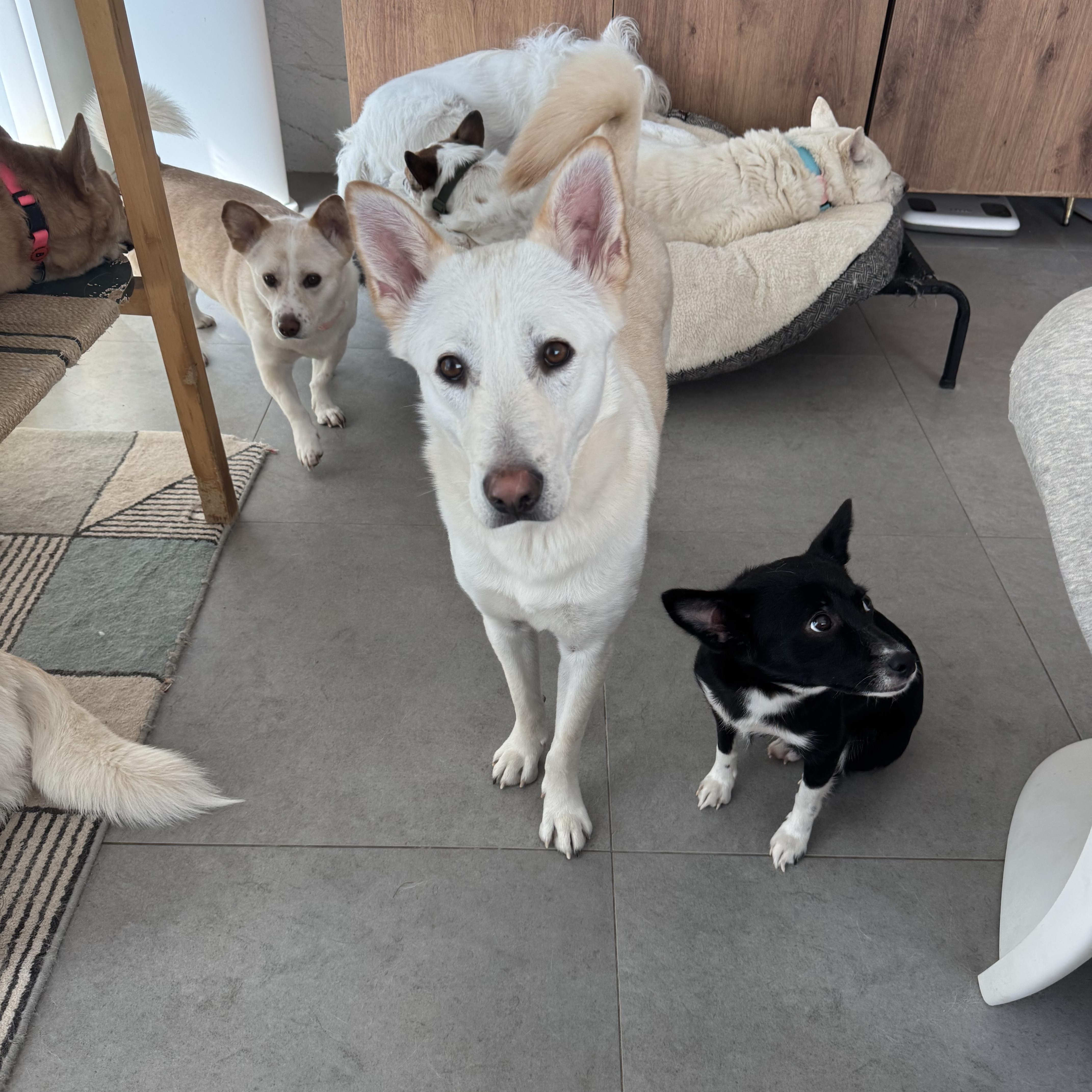 Teddy, a ADOPTABLE Jindo in Alpharetta, GA image 2/6