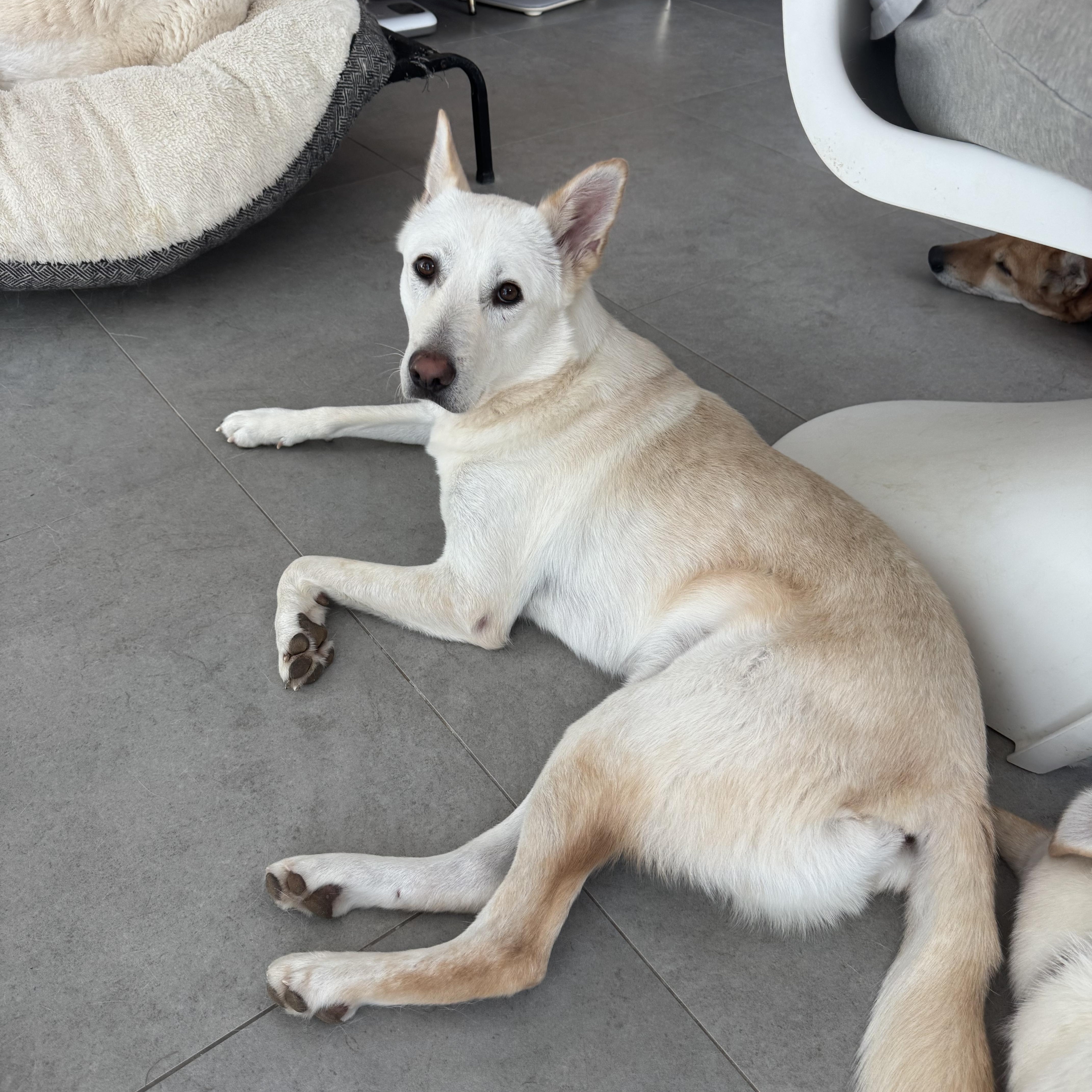 Teddy, a ADOPTABLE Jindo in Alpharetta, GA image 5/6