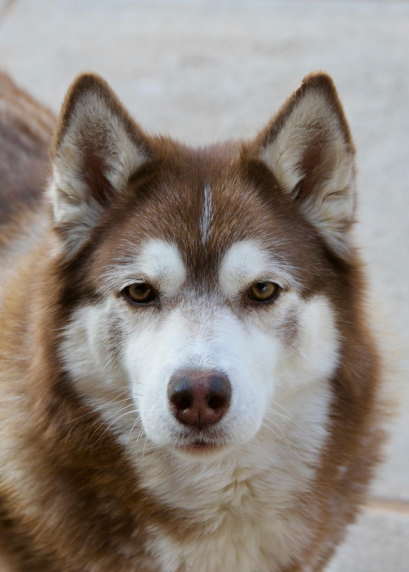Mocha, Adult Female Siberian Husky