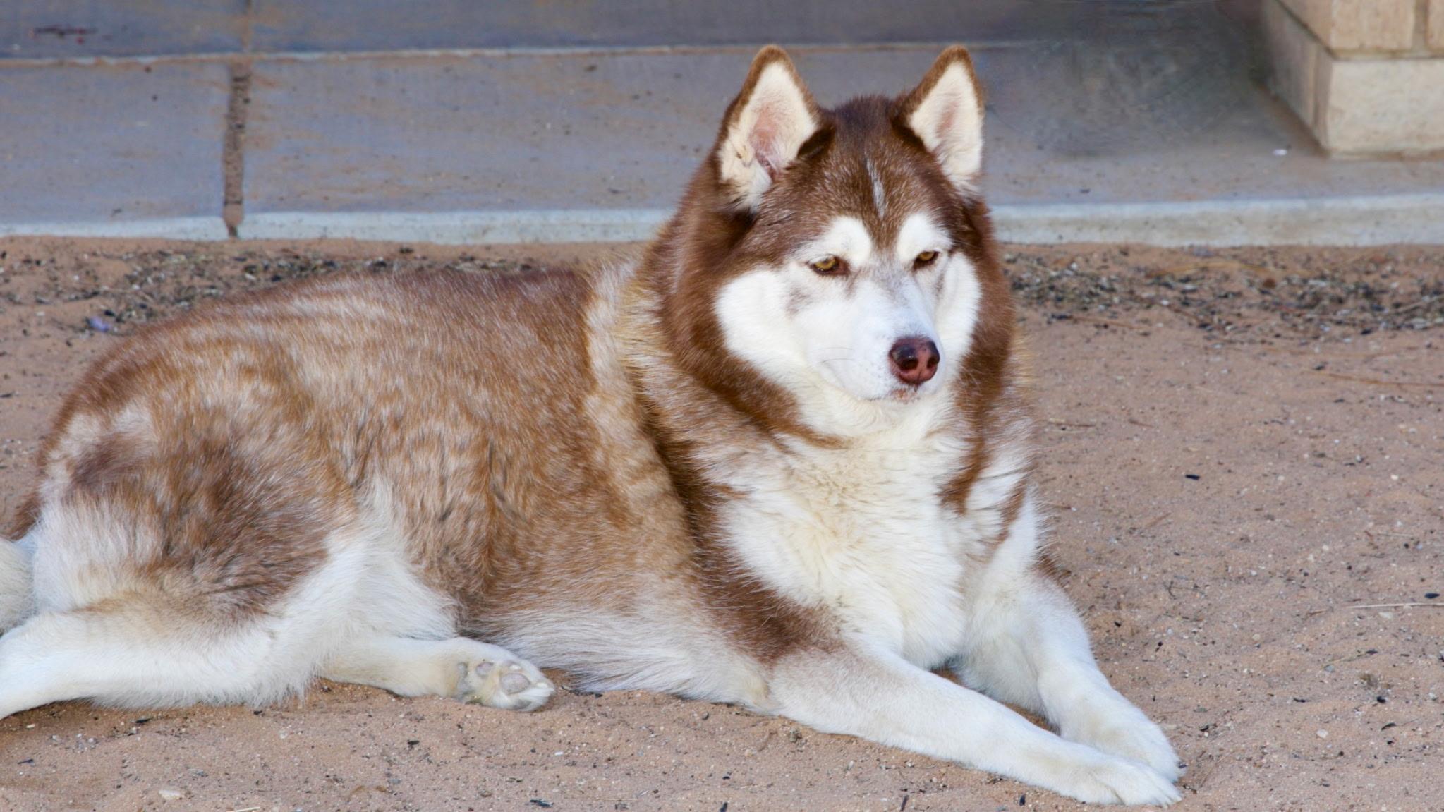 Mocha photo 2