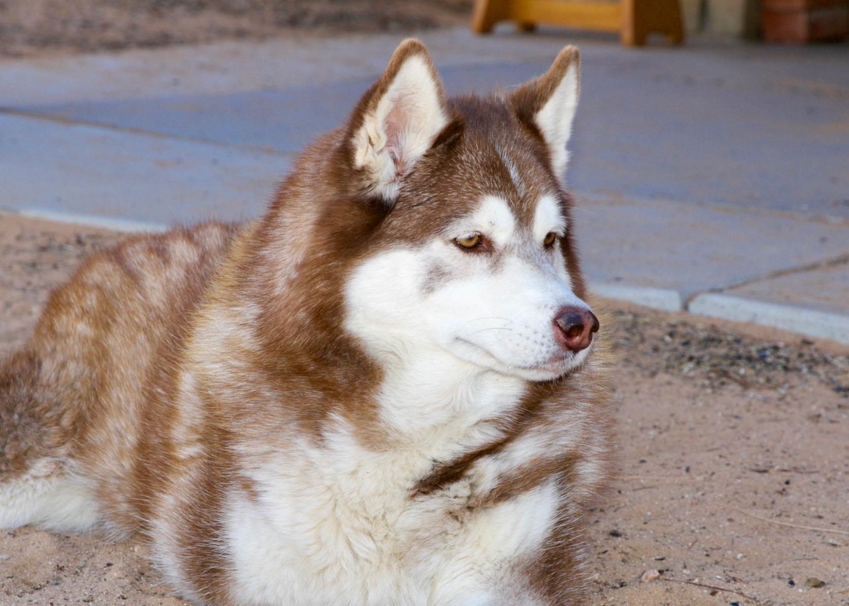 Mocha photo 4