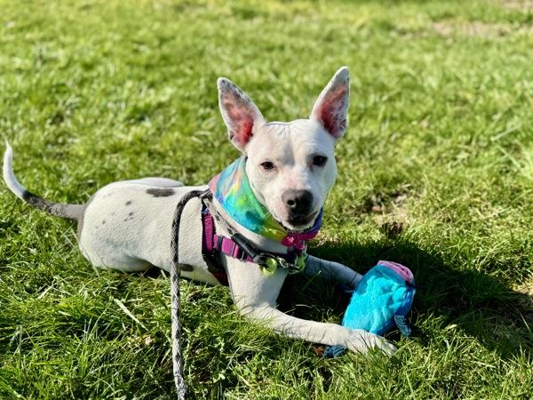 Bubblegum, Adoptable, Adult Female Pit Bull Terrier.