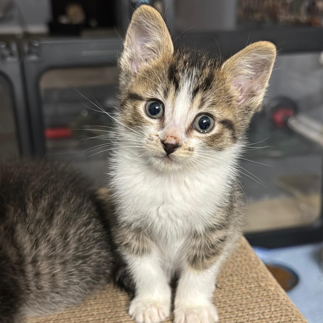 Dinah 2263, Adoptable, Kitten Female Domestic Short Hair.
