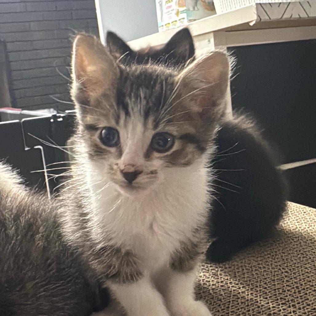 Enlarge Dinah 2263, a Adoptable Domestic Short Hair in Kansas City, MO image 2/2