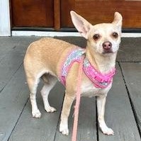 Tess, ADOPTABLE, Adult Female Chihuahua.
