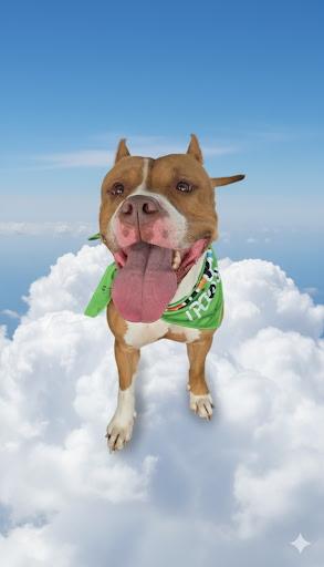 Rosie, a Adoptable mixed breed in Providence, RI image 2/6