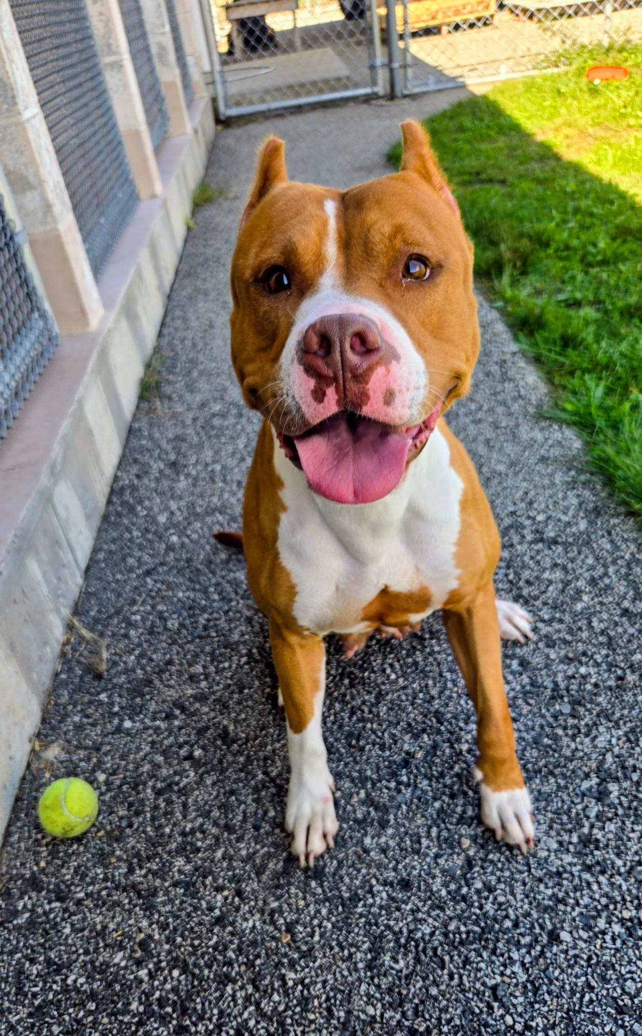 Rosie, a Adoptable mixed breed in Providence, RI image 1/6