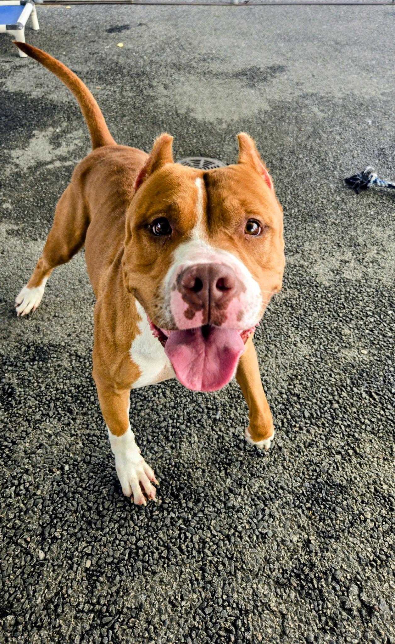 Rosie, a Adoptable mixed breed in Providence, RI image 5/6