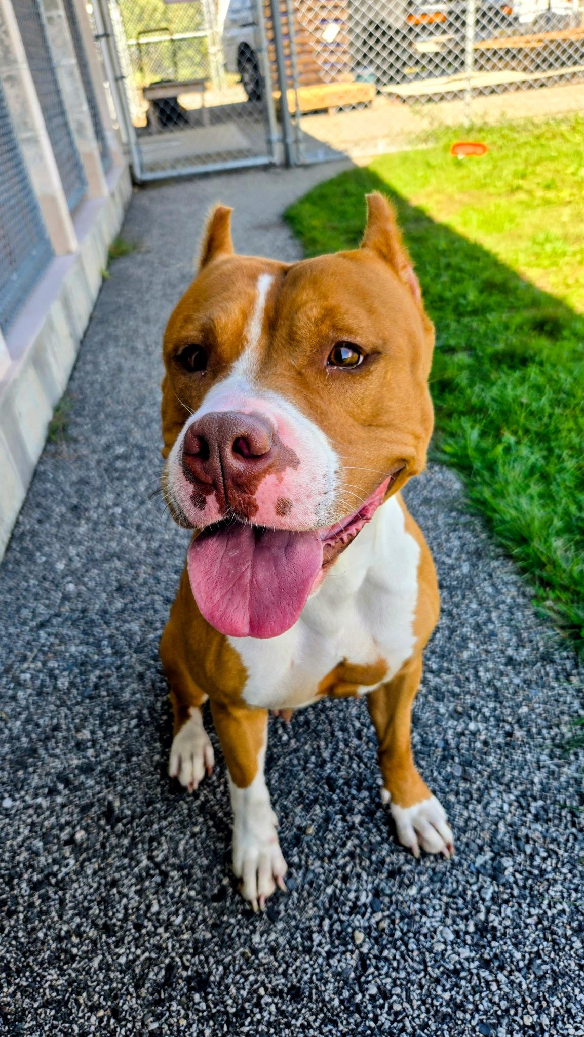 Rosie, a Adoptable mixed breed in Providence, RI image 6/6