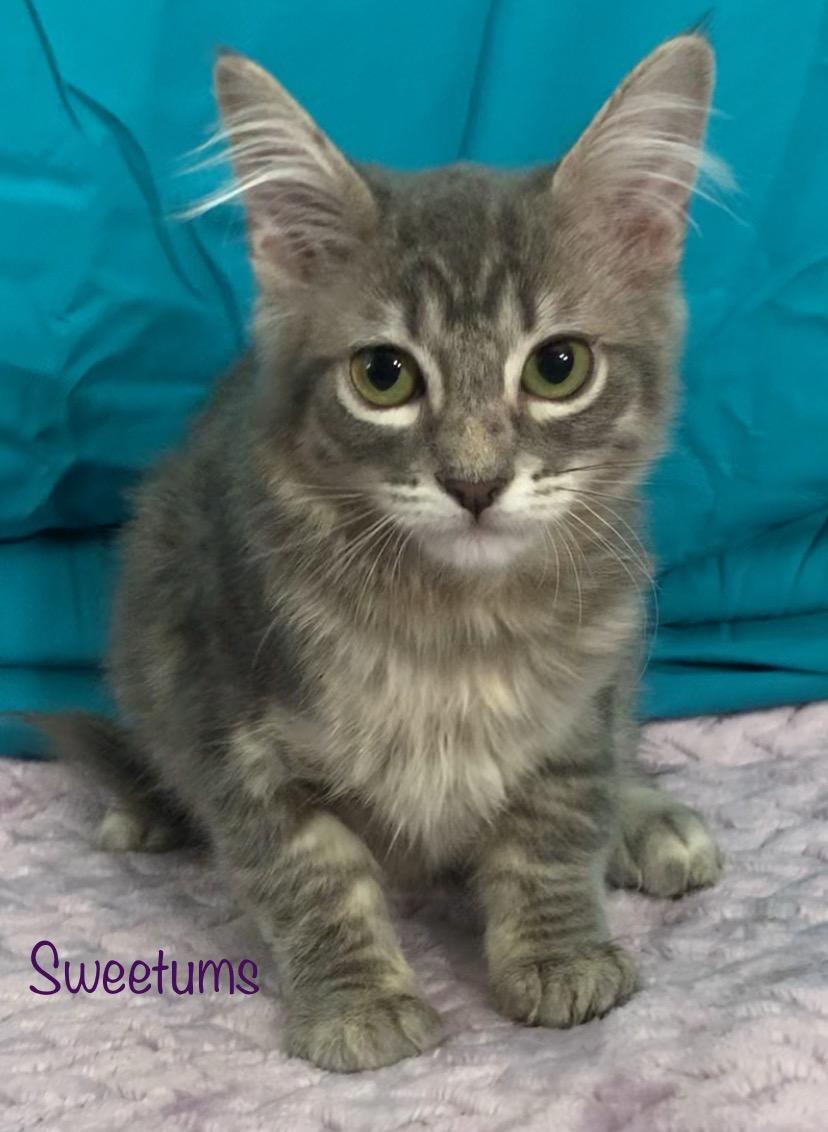 Sweetums, an adopted Domestic Medium Hair in Dixon, CA image 2/3