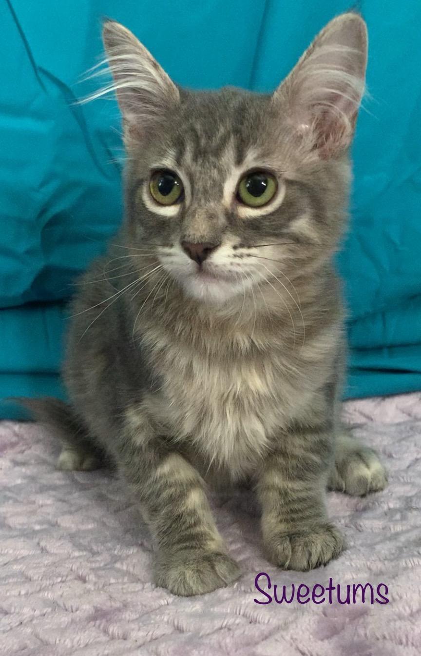 Sweetums, adopted, Kitten Female Domestic Medium Hair.